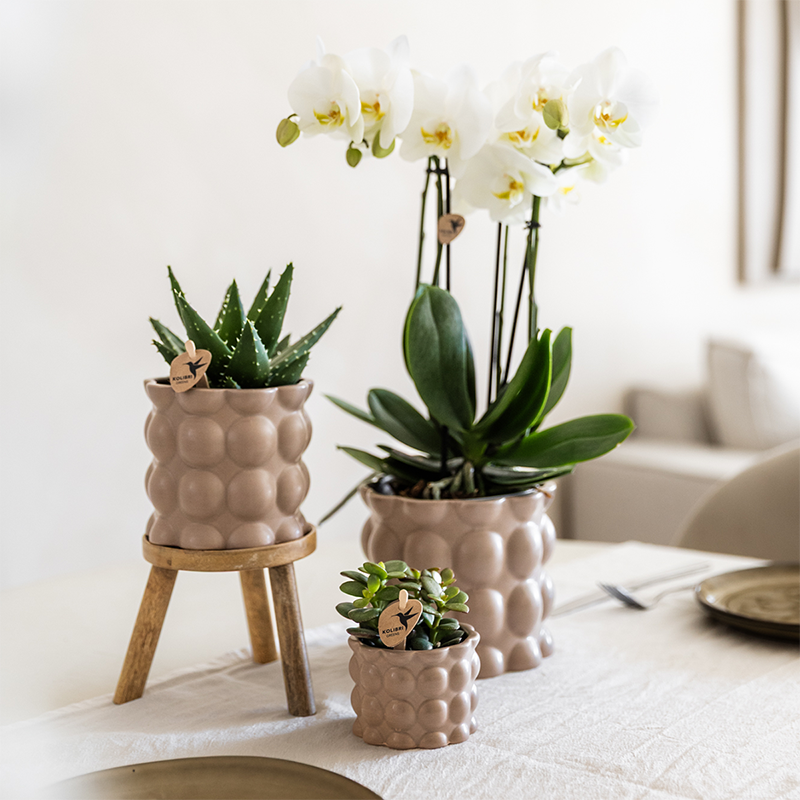 Kolibri Plantenset Cotton Zand – Witte Orchidee Ghent in Keramieken Sierpotten