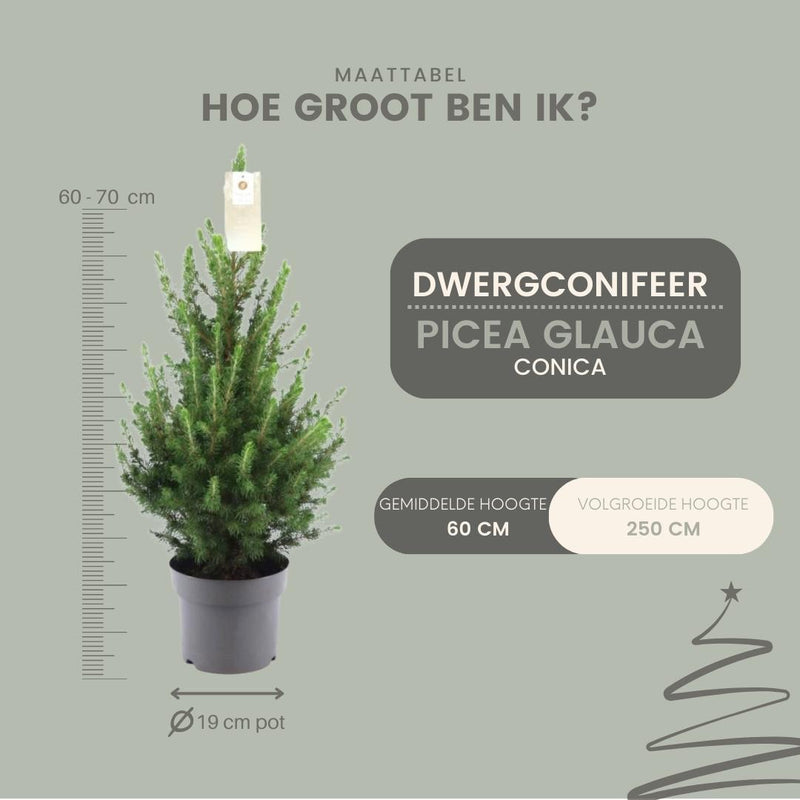 Kleine Kerstboom Picea glauca Conica