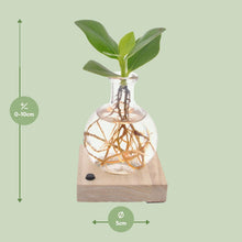 Clusia in Samoa Glas + LED