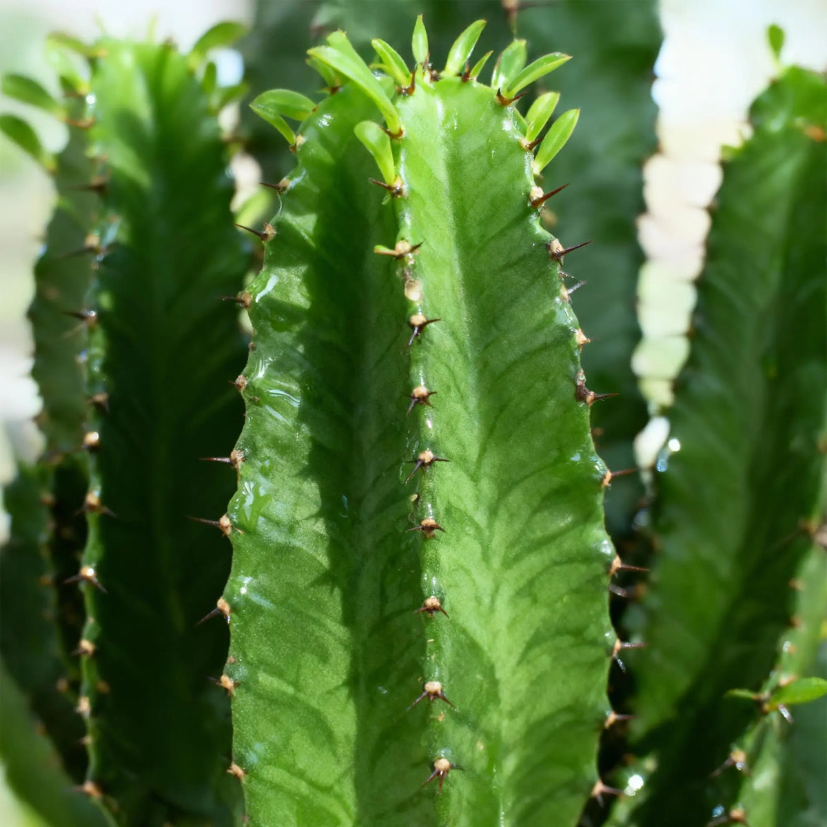 Euphorbia eritrea (Afrikaanse Melkboom) Everspring