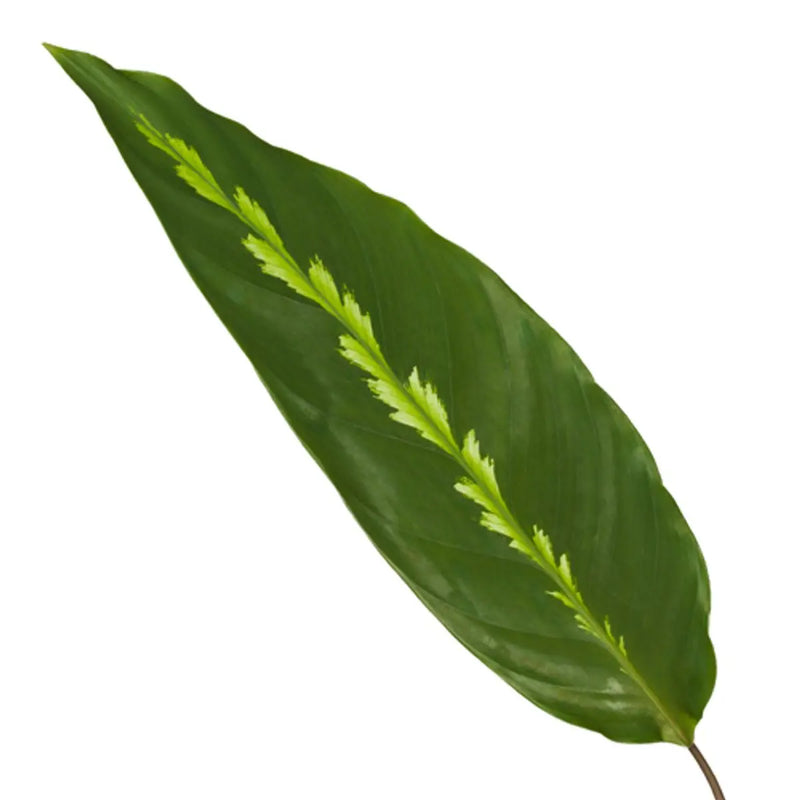 Calathea Maui Queen - 35 cm - Ø12cm Everspring