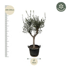 Olea Europaea Cultivo