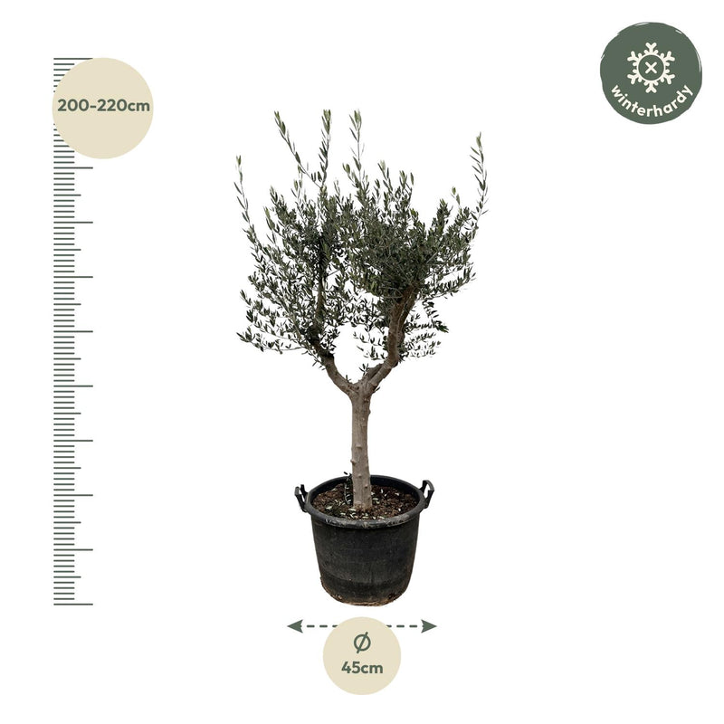Olea Europaea Cultivo