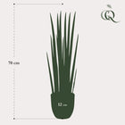 Kunst Sansevieria Cylindrica (Vrouwentong) Everspring