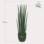 Kunst Sansevieria Cylindrica (Vrouwentong) Everspring
