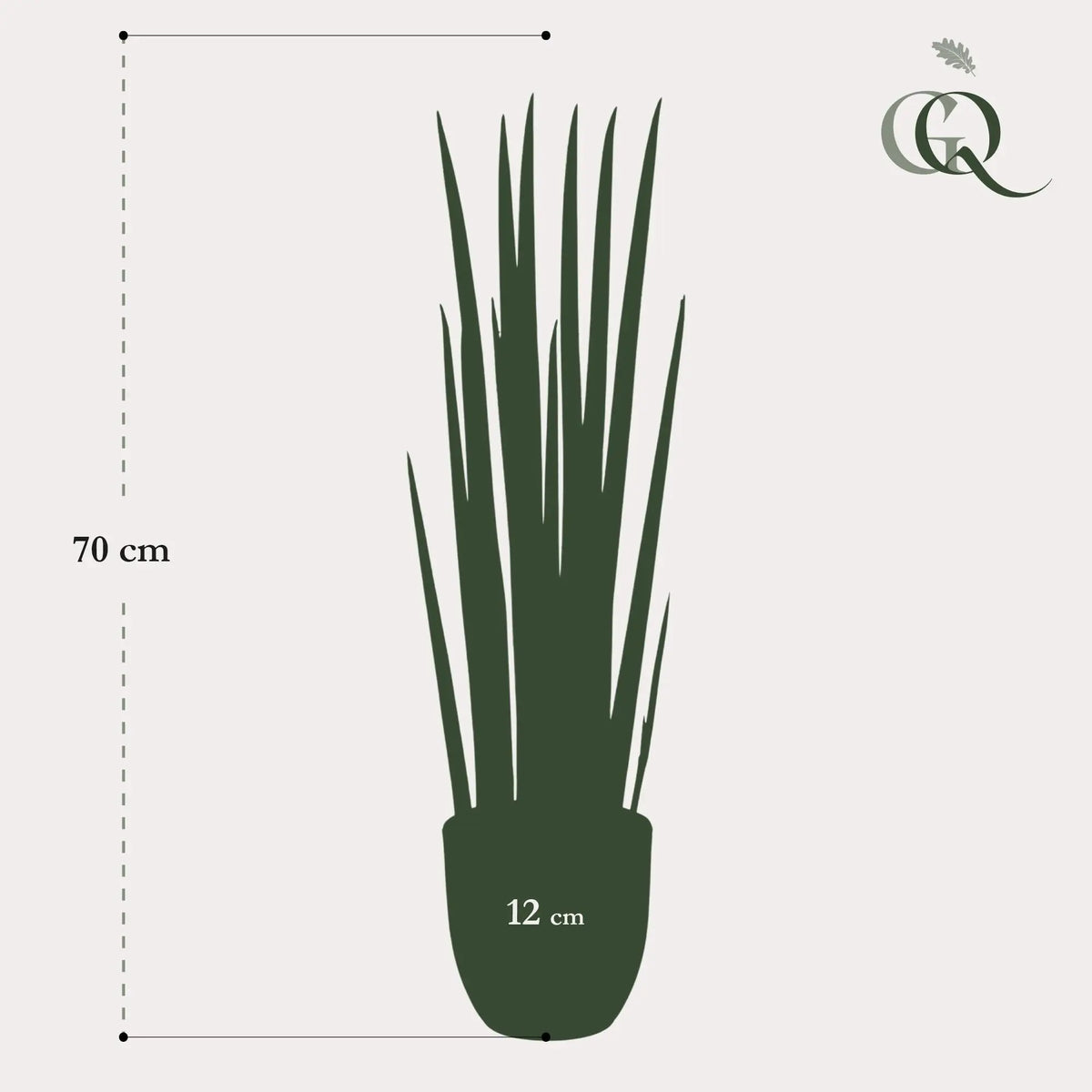 Kunst Sansevieria Cylindrica (Vrouwentong) Everspring