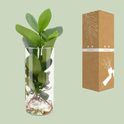 Clusia in Cylinder Glas Everspring