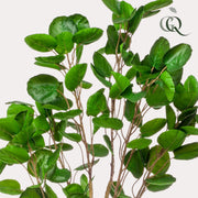 Polyscias kunstplant (Aralia)