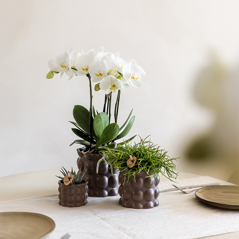 Kolibri Orchids | Plantenset Cotton bruin met witte orchidee Ghent & succulenten