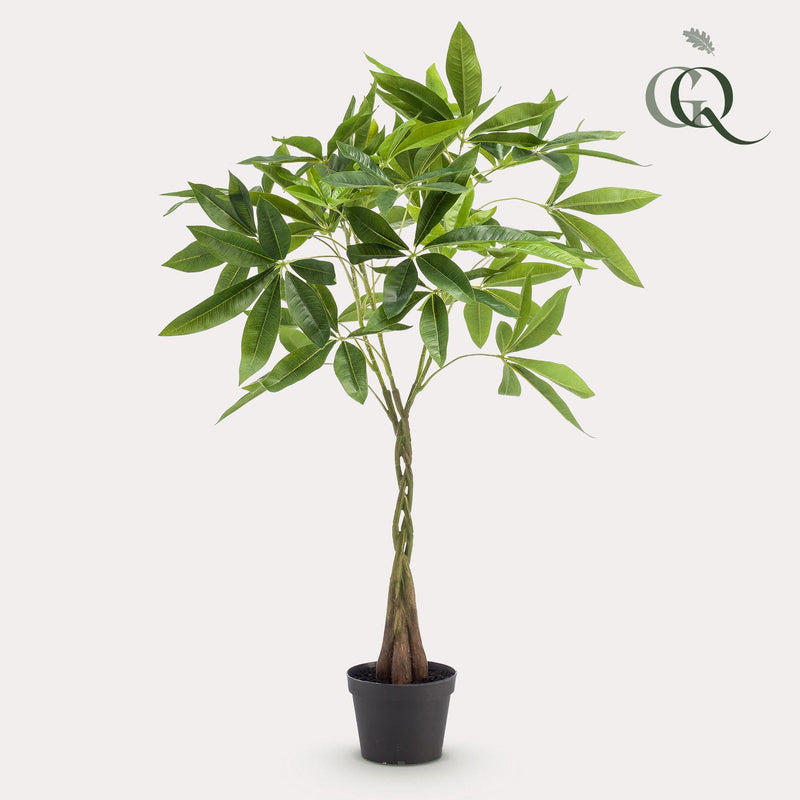 kunst Pachira Aquatica (Geldboom)
