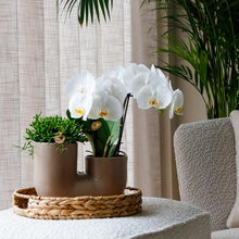 Kolibri Orchids | Witte orchidee Zürich + Succulent in Tube Sand