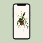 Epiphyllum Anguliger (Fishbone Cactus) Everspring