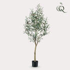 Kunst Olijfboom (Olea europaea) Everspring