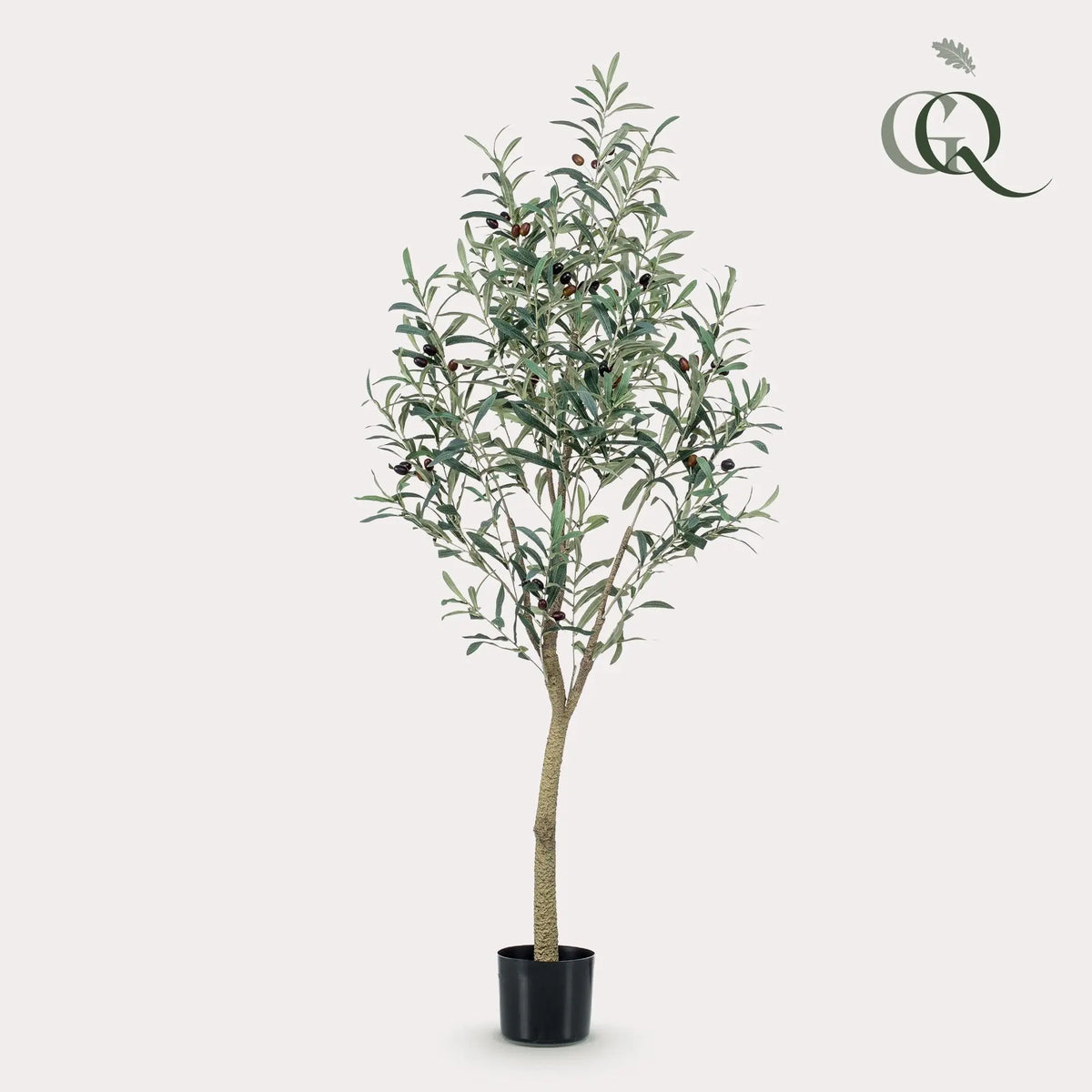 Kunst Olijfboom (Olea europaea) Everspring