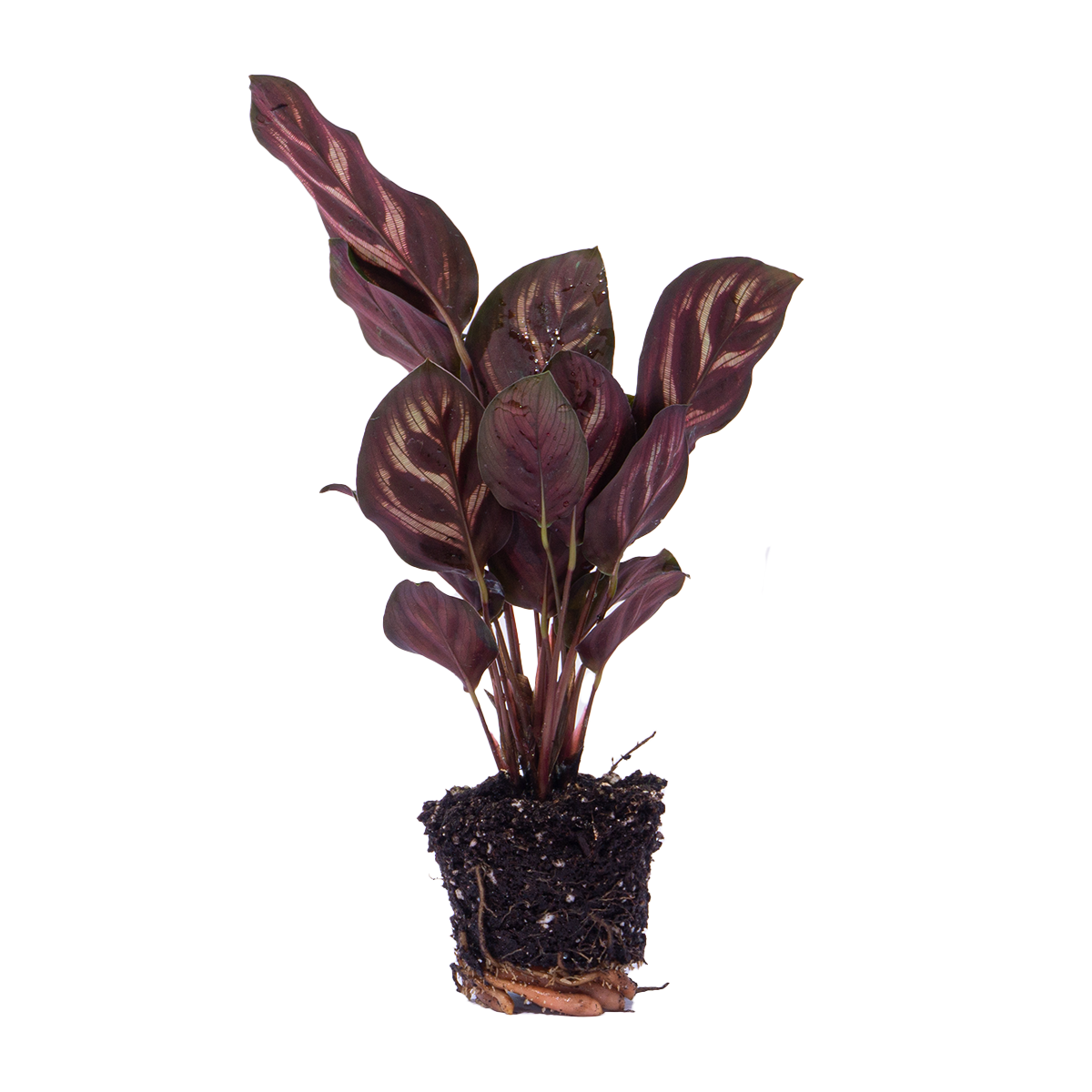 Calathea Makoyana