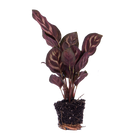 Calathea Makoyana