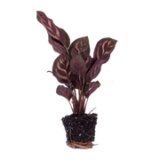 Calathea Makoyana Everspring