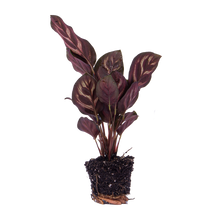 Calathea Makoyana