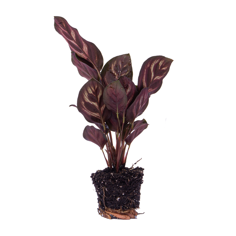 Calathea Makoyana