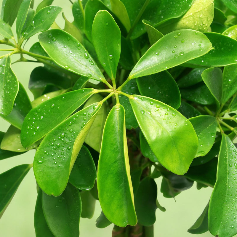 Schefflera Nora (Vingerboom) - Met Mand