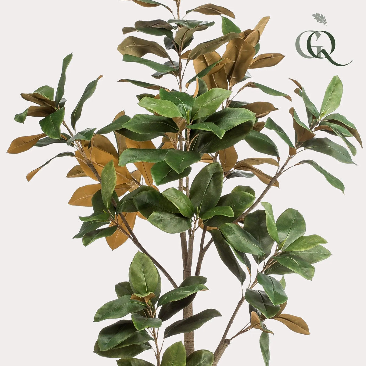 Kunst Magnolia Grandiflora Everspring