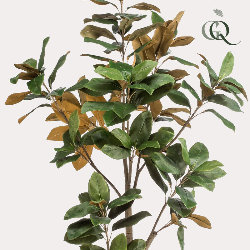 Kunst Magnolia Grandiflora