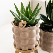 Kolibri Plantenset Cotton Zand – Witte Orchidee Ghent in Keramieken Sierpotten Everspring