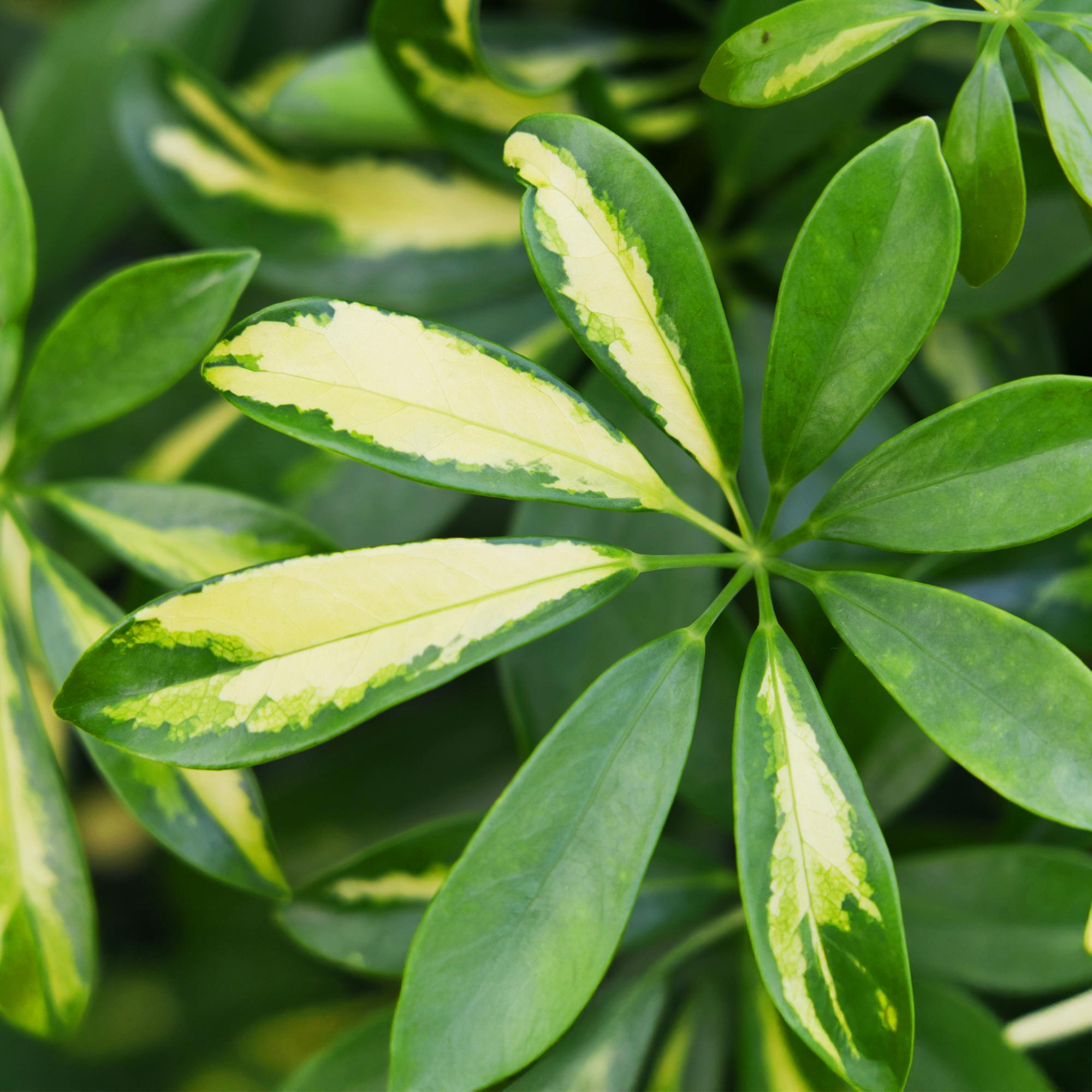 Schefflera Gold Capelle (Vingerboom) – Inclusief Mand