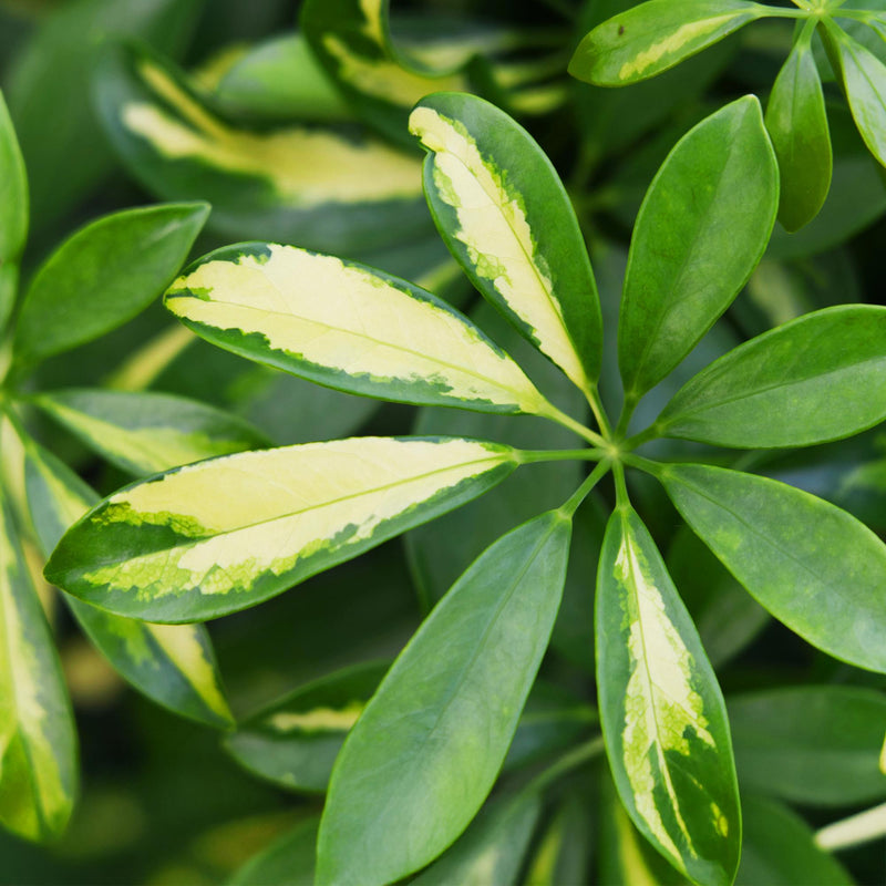 Schefflera Gold Capelle (Vingerboom) – Inclusief Mand
