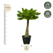 Birghamia Insignis Everspring
