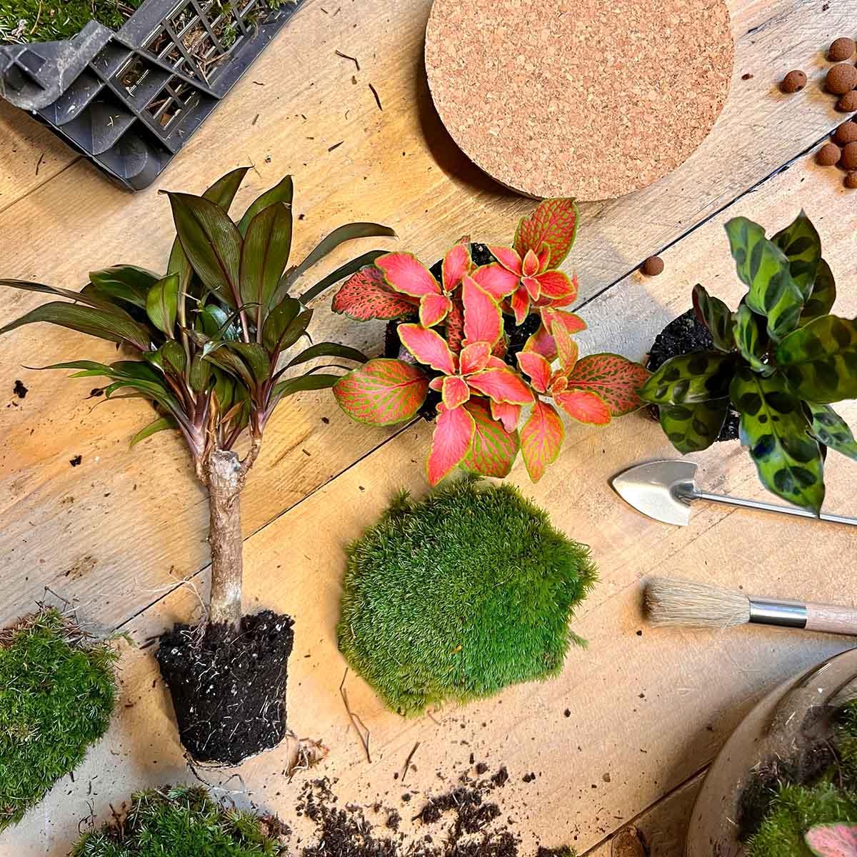 Milky Palm Terrarium