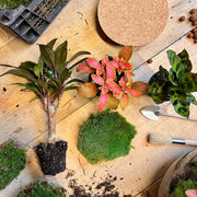 Milky Palm Terrarium