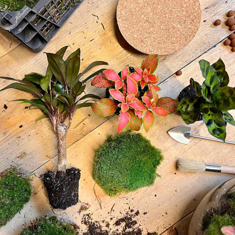 Milky Palm Terrarium