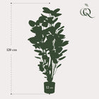 Polyscias kunstplant (Aralia) Everspring