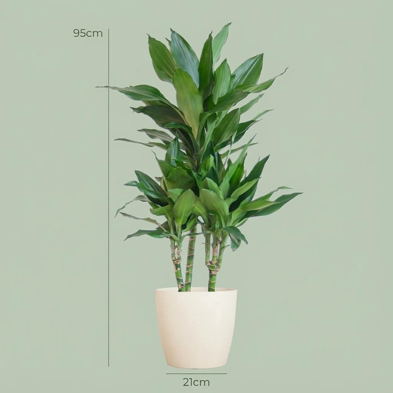 Dracaena Janet Lindt (Inclusief Potter Wit)