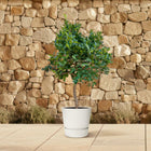 Sinaasappelboom 200 cm
