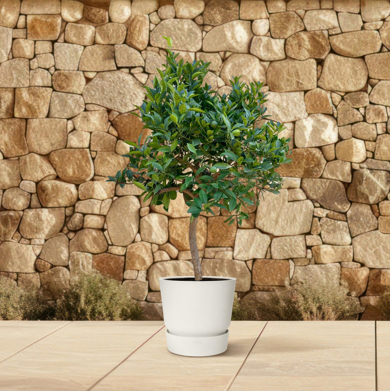 Sinaasappelboom 200 cm