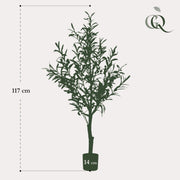 Kunst Olijfboom (Olea europaea)