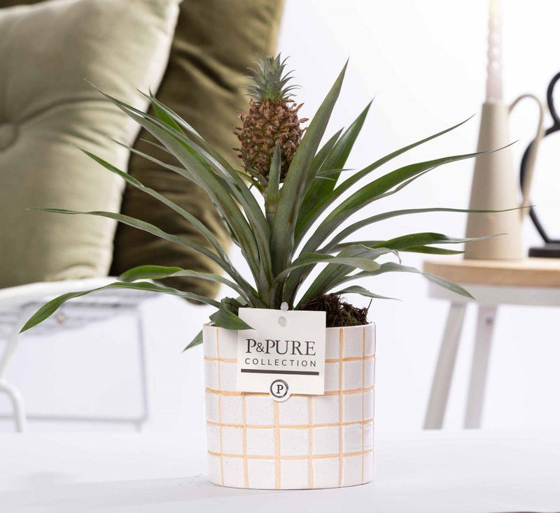 Ananas Rosita in P&PURE Tirza Ceramics