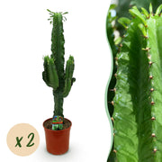 Euphorbia eritrea (Afrikaanse Melkboom) – 2 Stuks
