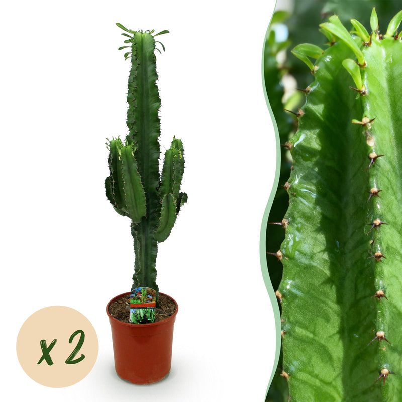 Euphorbia eritrea (Afrikaanse Melkboom) – 2 Stuks