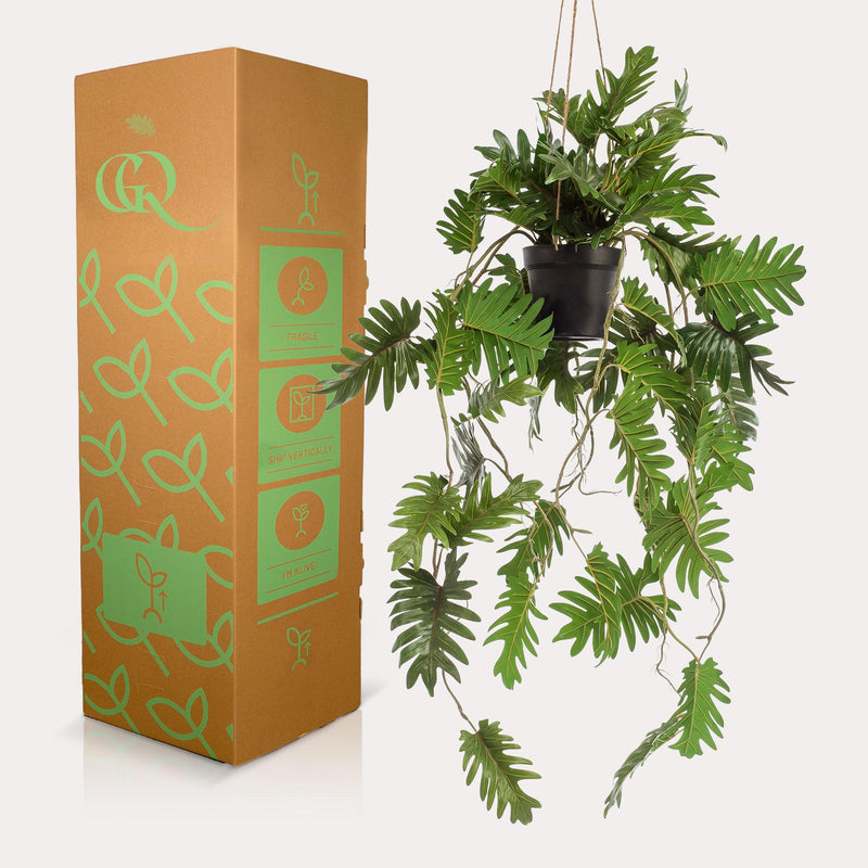 Philodendron kunstplant