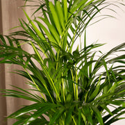 Areca palm - Ø19cm - ↕85cm Everspring