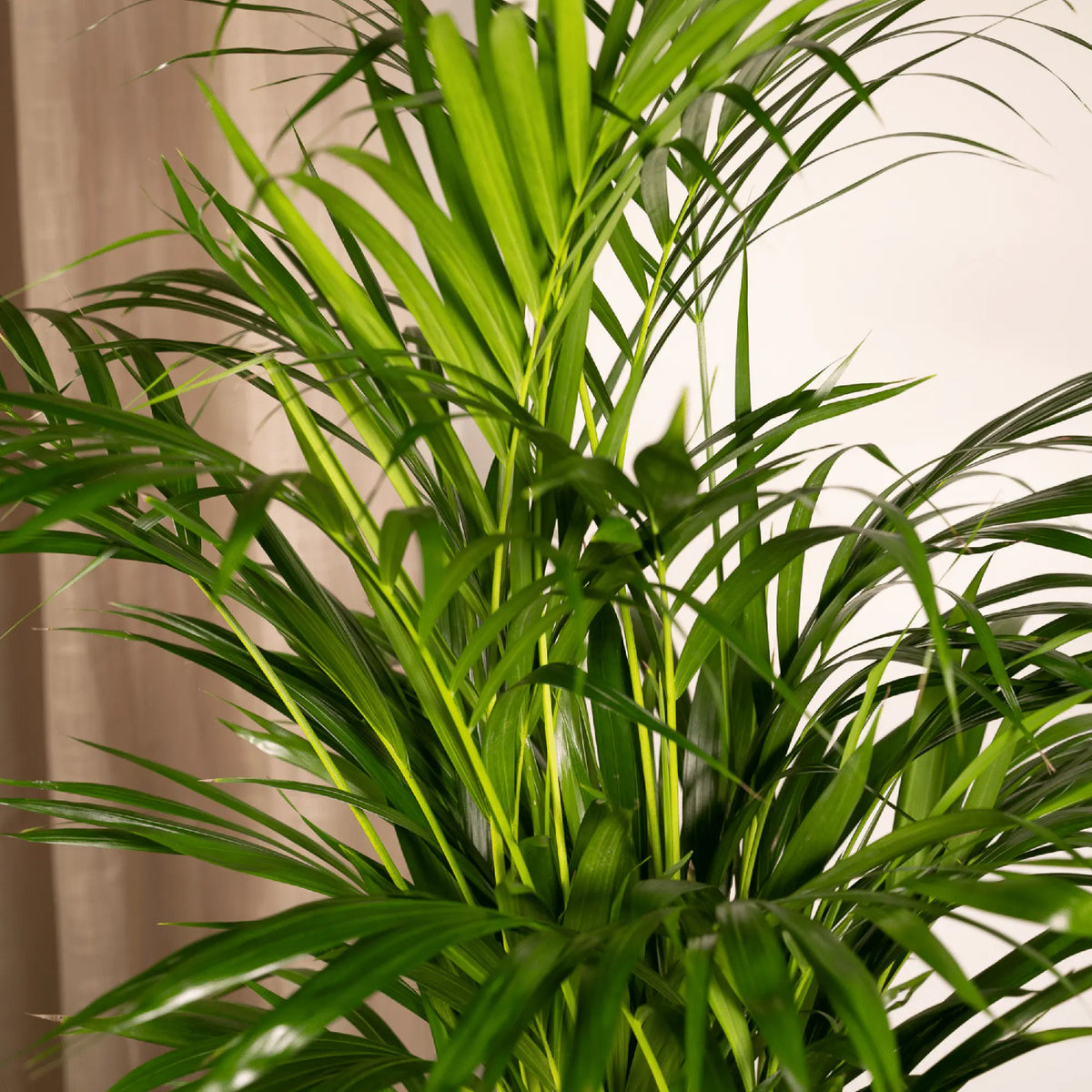 Areca palm - Ø19cm - ↕85cm Everspring
