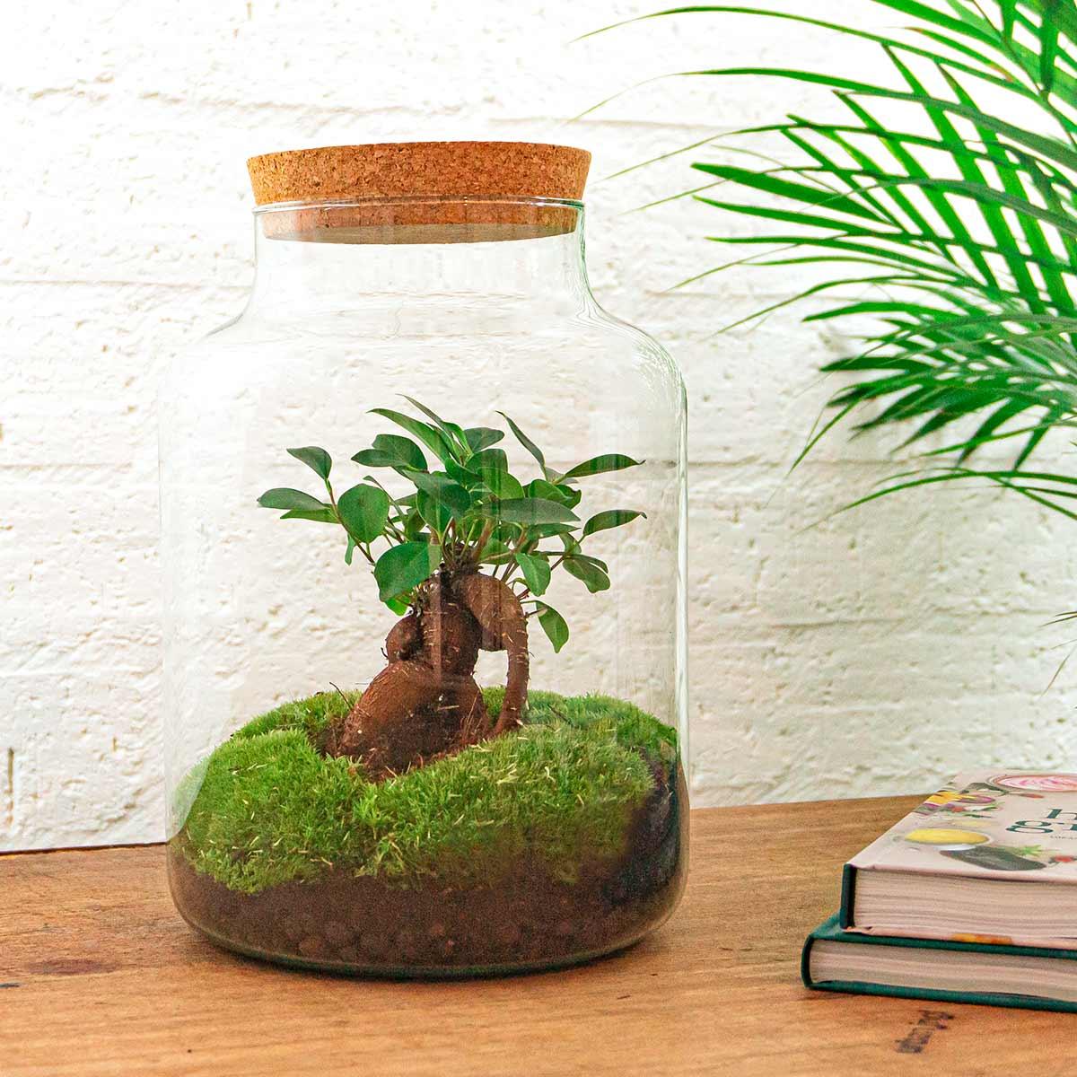 Milky met bonsai Terrarium