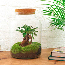 Milky met bonsai Terrarium