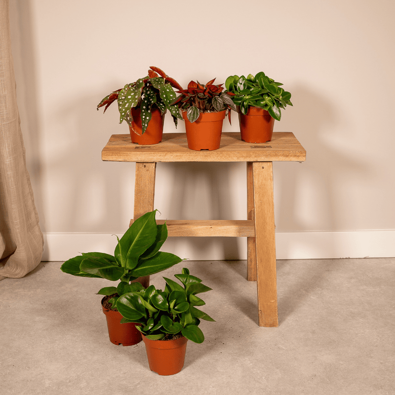 Verrassingsbox – 5 Kamerplanten