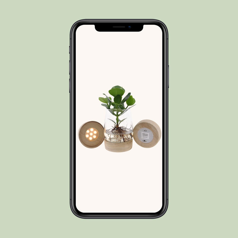 Clusia in Kingston Glas + LED