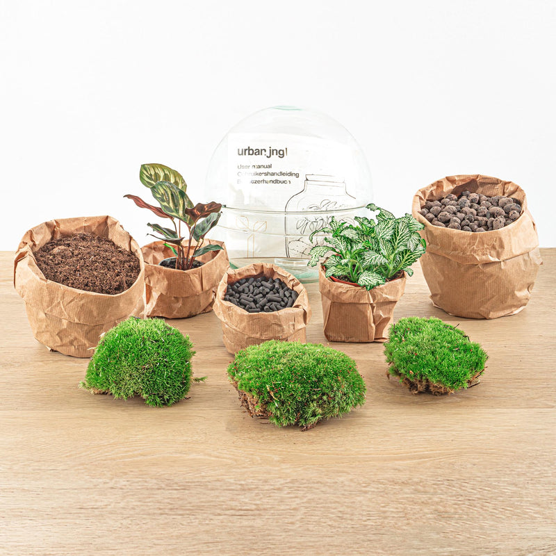 Dome Terrarium