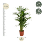 Areca palm - Ø19cm - ↕85cm Everspring